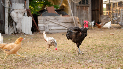 A rooster grazes on a farm in the village