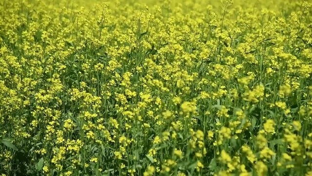 Mustard flower field is full blooming
