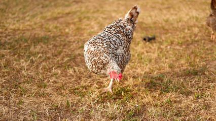 Chicken grazes on a farm in the village