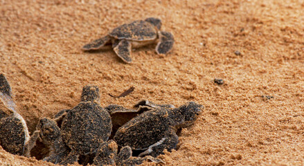 Loggerhead baby sea turtles hatching in a turtle farm in Sri Lanka, Hikkaduwa.
