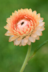 Peach colored Strawflower - Helichrysum bracteatum