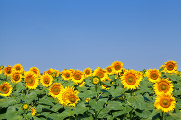 Yellow sunflowers under blue sky in Ukraine