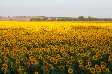 Sunflower field in Ukraine.
