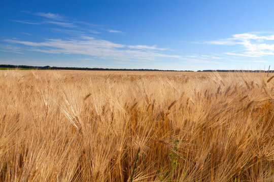 Ukrainian agricultural fields, gold wheat and rye on the background of blue sky.