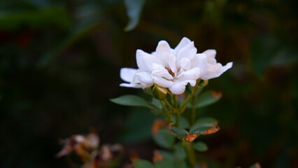 Blooming white rose in the garden on a sunny day.