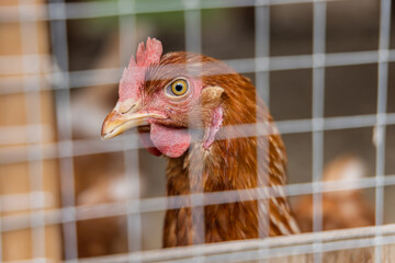 Selective focus headshot of an ISA Brown chicken looking through mesh of a hen coop, seen blurred in foreground. Profile with beak, comb and eye. © Valmedia