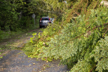 Selective focus view on a main road as pine trees are seen causing obstructions for drivers after...