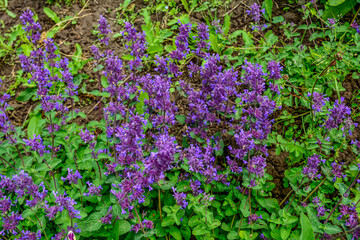 Nepeta transcaucasica purple wild spring flower