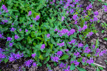 Nepeta transcaucasica purple wild spring flower