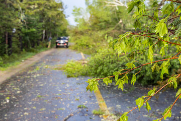 Selective focus view on a highway after a windy storm, tree branches and debris are seen strewn...