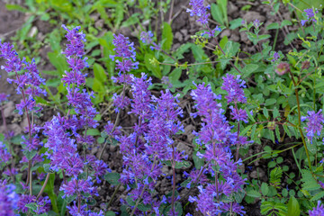 Nepeta transcaucasica purple wild spring flower