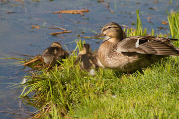 beautiful ducks by the lake