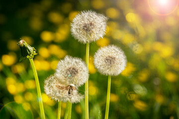 Fluffy dandelions on the sunny meadow