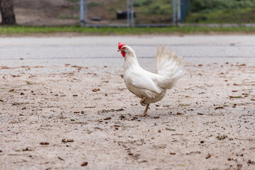 Ground level perspective with focus on a single white chicken with raised leg standing in road. Side profile view with copy space on all sides.
