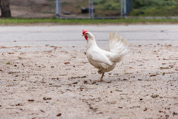 Ground level perspective with focus on a single white chicken with raised leg standing in road....