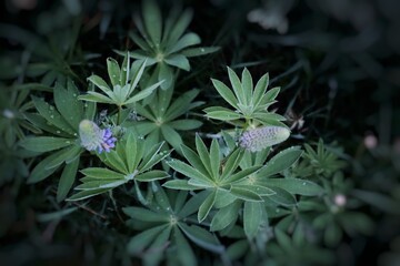 white flower in the garden