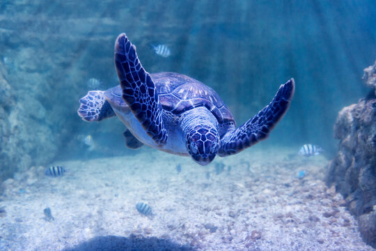 Sea turtle, underwater photo