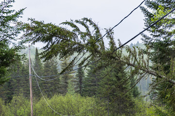 A fallen pine tree is seen caught in overhead electricity supply lines, causing a power outage to...