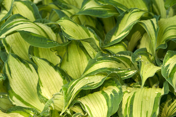 Obraz premium Decorative background of yellow-leaved hosta with raindrops on a rainy day. Selective focus.