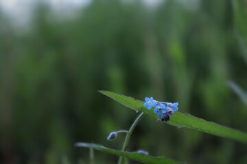 blue dragonfly on a green grass