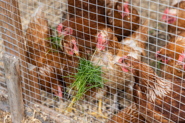 Closeup view on a group of ISA brown hens seen through chicken mesh in a coop. Fresh green blades...