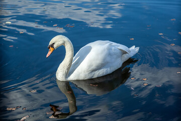 Naklejka premium Close-up of a white swan swimming in blue lake.