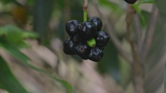 Jamun Fruit dangling on tree. Other names Malabar plum, Java plum, or Black plum.
