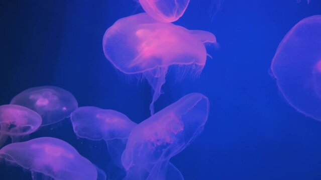 Group of fluorescent pink jellyfish swimming in Aquarium pool. transparent jellyfish underwater footage with glowing medusa moving around in the water. marine life wallpaper background