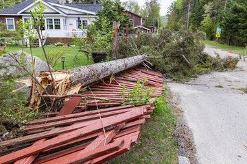 A fallen pine tree is seen severed near the base, damaging local property and demolishing a fence...