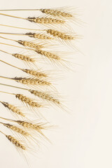 Obraz premium Top view ears of cereal crops with awns, durum wheat grain crop at sunlight on beige background with copy space. Flat lay with ears of wheat on table, minimal still life, harvest concept