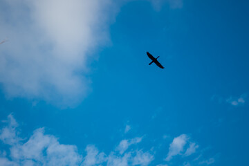 bird in sky