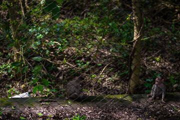 monkey walking in the forest