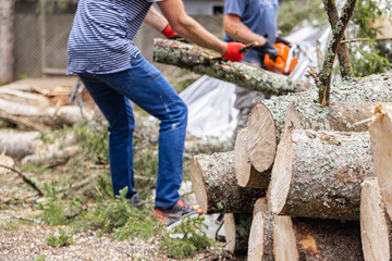 A selective focus view on the chopped ends of a pile of logs, blurry arborists are seen at work...