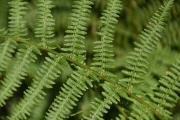 fern leaves
