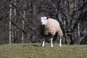 Fototapeta premium sheep in the field with tongue out