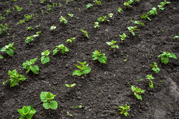 Rows of young bean plants growing in soil
