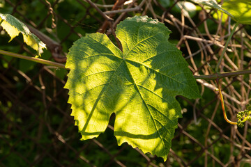 Green leaf in spring in orchard