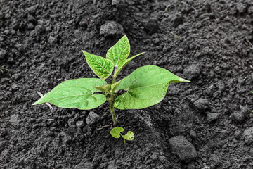 Rows of young bean plants growing in soil