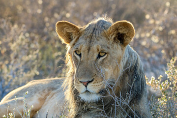 Young male lion in the Kgalagadi, South Africa