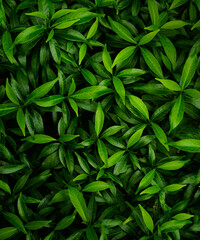 Fototapeta na wymiar abstract green leaf texture, tropical leaf, nature background. 