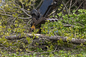 Close up view on the pincer bucket of a hydraulic digger at work, clearing the carriageway after gale winds blow debris and tree trunks into road.