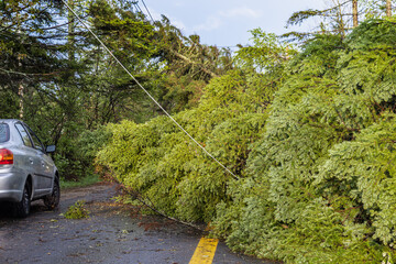 Devastation in a local community as mature pine trees are uprooted and knock down power lines and...