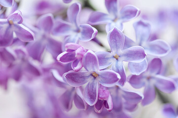 Fototapeta na wymiar Macro image of lilac purple flowers, abstract soft floral background