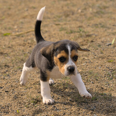Cute small beagle puppy running in the sun 