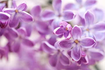 Beautiful lilac bouquet close up, selective focus.