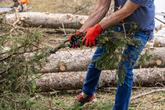 Closeup side view on arms and legs of a man with muscular arms wearing red safety gloves, pulling tree branches in the aftermath of stormy weather.