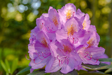 Kwiat rododendrona oświetlony zachodzącym słońcem, w tle efekt bohet - obrazy, fototapety, plakaty