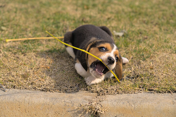 Portrait of a beagle puppy playing with a stick in the field