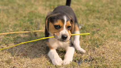 Portrait of a beagle puppy playing with a stick in the field