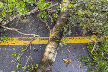 Top view of an uprooted tree trunk across the road markings dividing two lanes of a main...